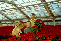 Julstjärnor med Jonas, Martin och Olle