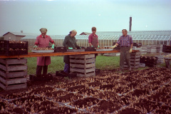 Planterar påskliljor