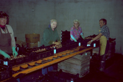 Planterar Tulpan lökar