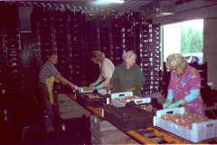 Planterar Tulpan lökar