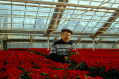 Julstjärnor med Farfar - Nils Andersson