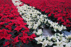 Röda och Vita Julstjärnor