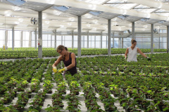 Julsjärnor - toppning