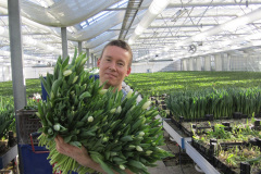 Martin plockar Tulpaner