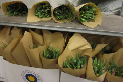 Tulpaner med blåbärsris